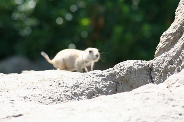 Blijdorp 150 800x533