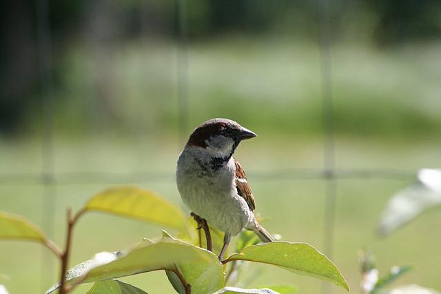 Blijdorp 152 800x533