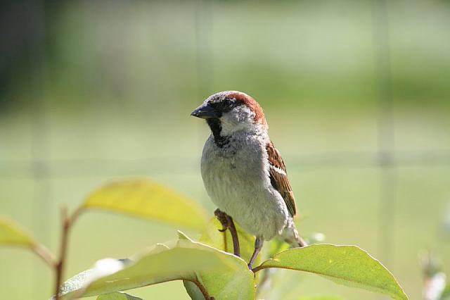 Blijdorp 153 800x533