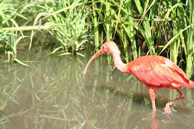 Blijdorp 160 800x533