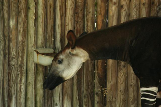 Blijdorp 181 800x533