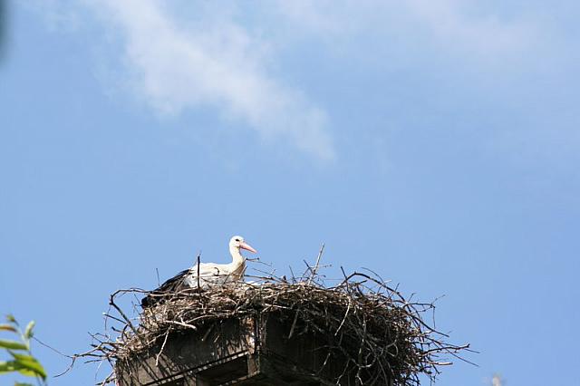 Blijdorp 185 800x533