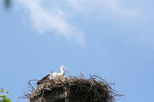 Blijdorp 186 800x533