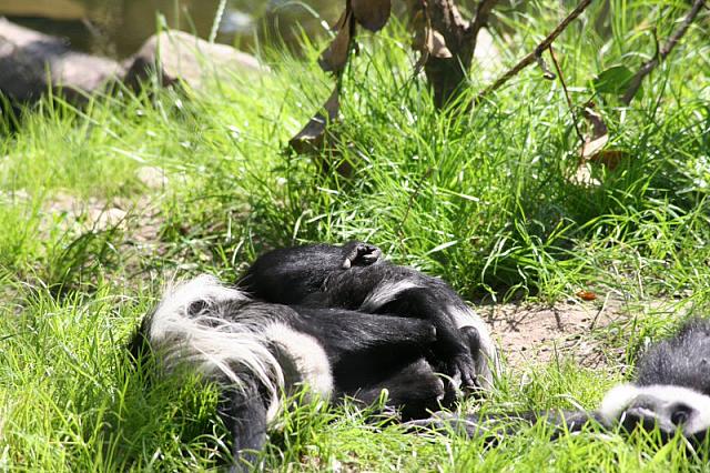 Blijdorp 192 800x533