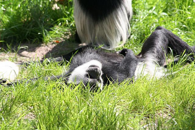 Blijdorp 196 800x533