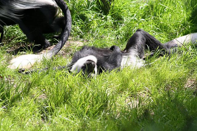 Blijdorp 197 800x533