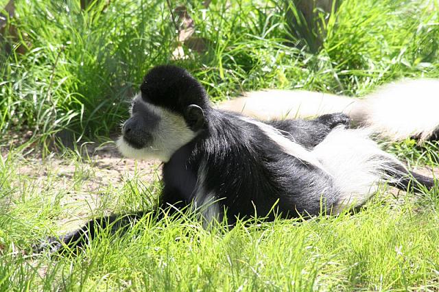 Blijdorp 199 800x533