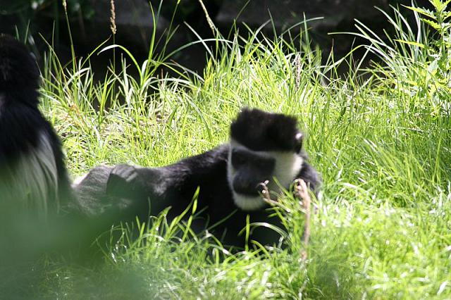 Blijdorp 200 800x533