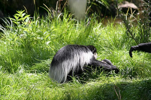 Blijdorp 203 800x533