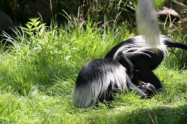 Blijdorp 204 800x533