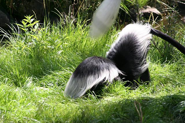 Blijdorp 205 800x533