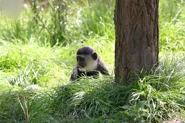 Blijdorp 216 800x533