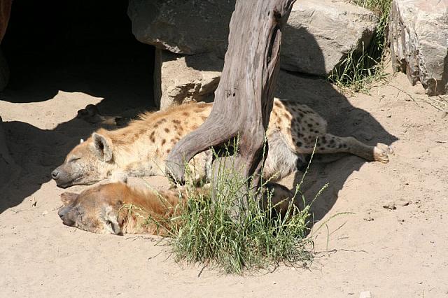 Blijdorp 229 800x533