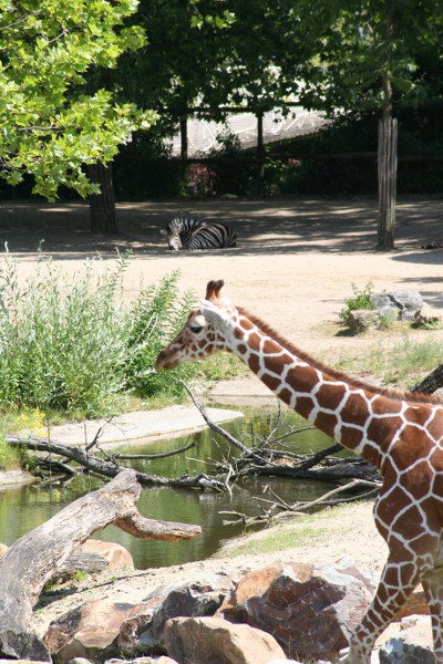Blijdorp 233 400x600