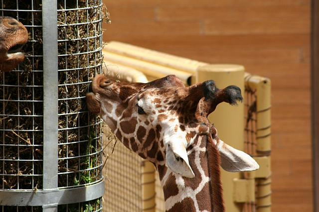 Blijdorp 241 800x533