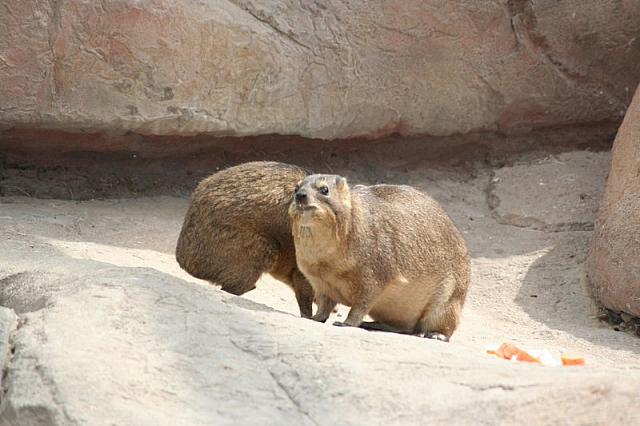Blijdorp 253 800x533