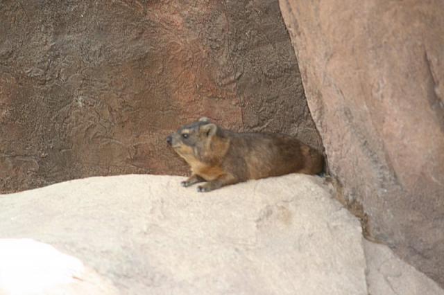Blijdorp 257 800x533