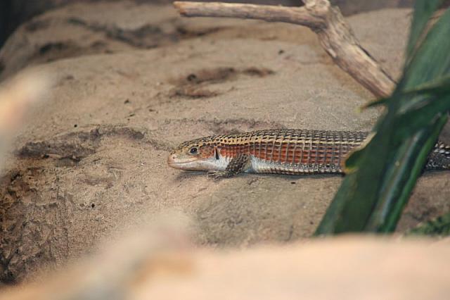 Blijdorp 265 800x533