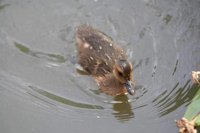 Blijdorp 301 800x533