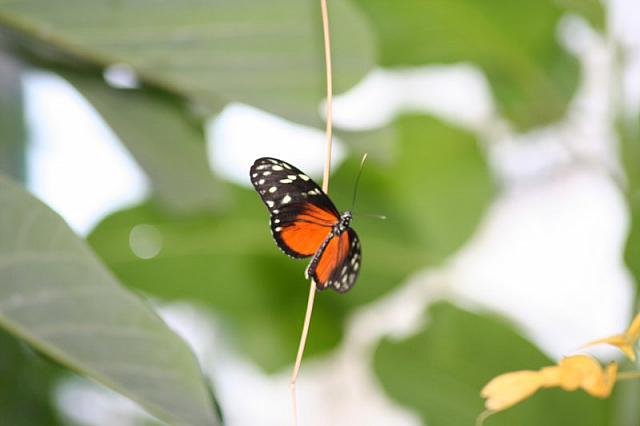 Blijdorp 318 800x533