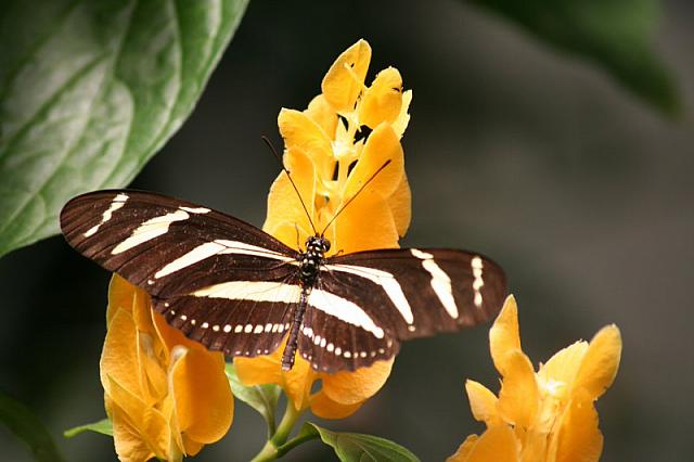 Blijdorp 320 800x533