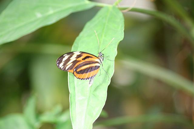 Blijdorp 325 800x533