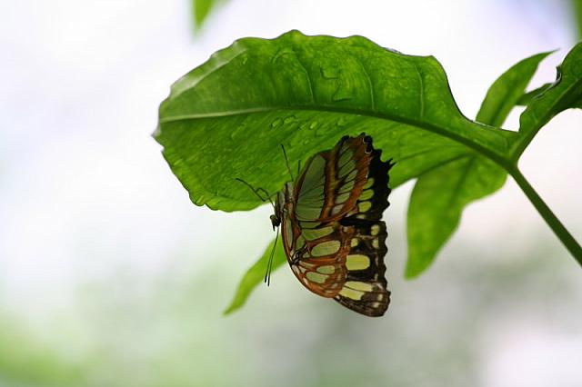 Blijdorp 331 800x533