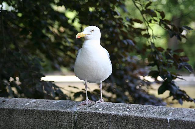 Blijdorp 333 800x533