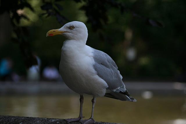 Blijdorp 339 800x533