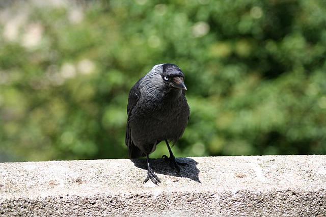 Blijdorp 342 800x533
