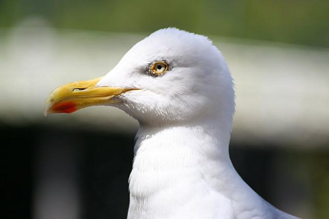 Blijdorp 343 800x533