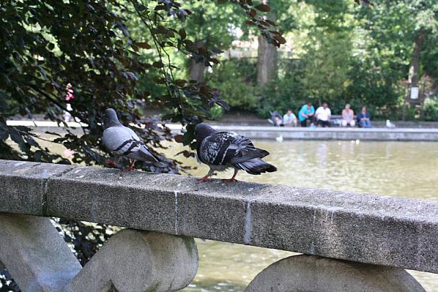 Blijdorp 350 800x533