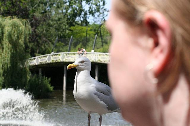 Blijdorp 351 800x533