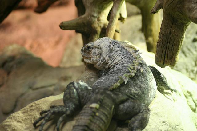 Blijdorp 357 800x533