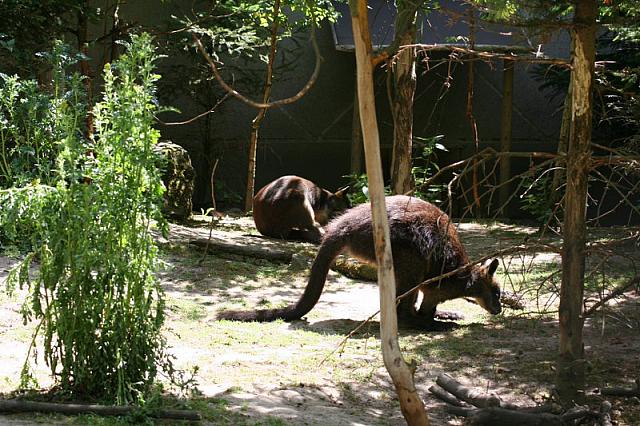 Blijdorp 401 800x533