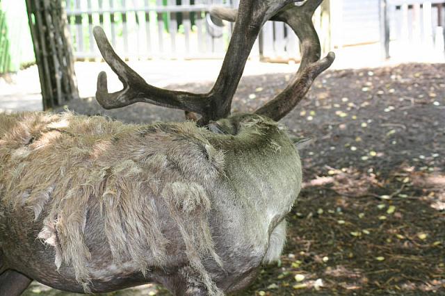Blijdorp 409 800x533