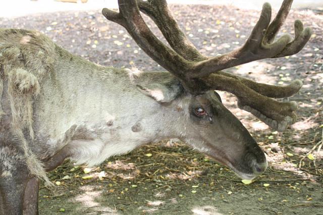 Blijdorp 411 800x533