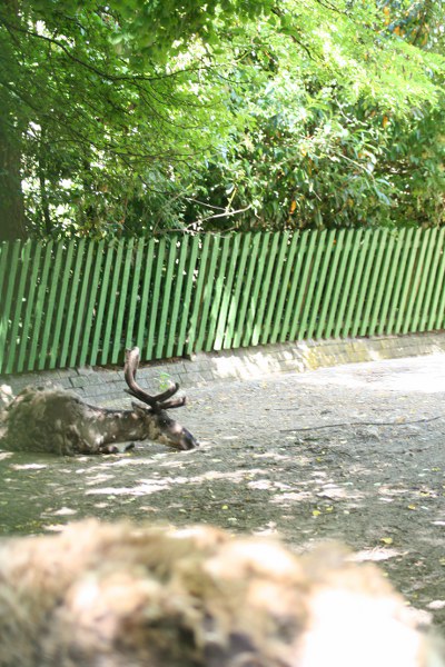 Blijdorp 413 400x600