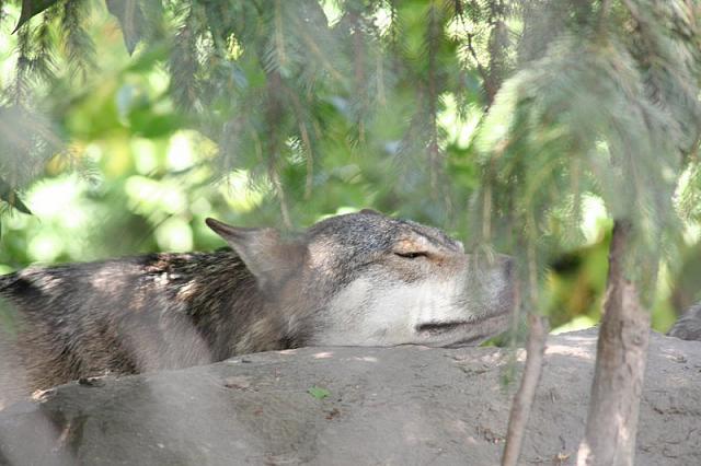 Blijdorp 414 800x533