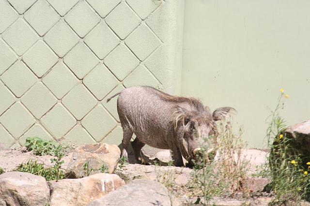 Blijdorp 423 800x533