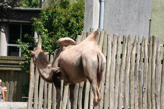 Blijdorp 428 800x533