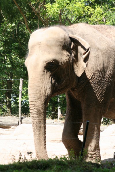 Blijdorp 473 400x600