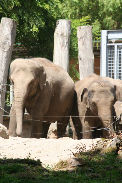 Blijdorp 474 400x600