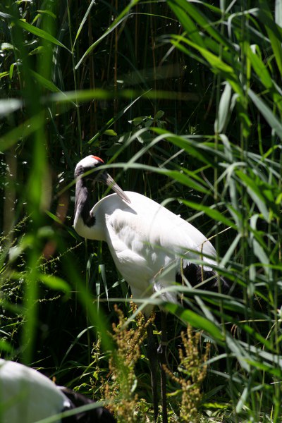 Blijdorp 484 400x600