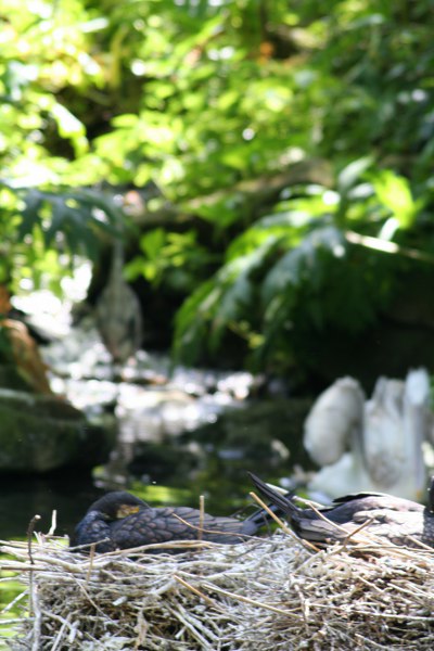 Blijdorp 485 400x600