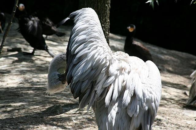 Blijdorp 487 800x533
