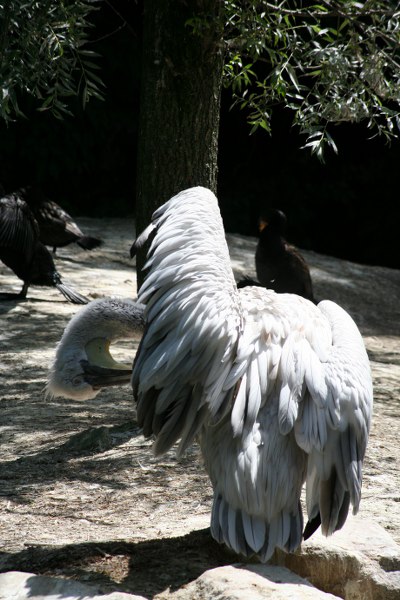 Blijdorp 490 400x600