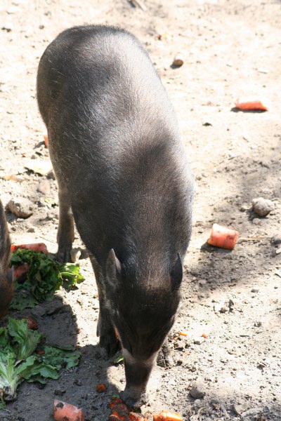 Blijdorp 496 400x600