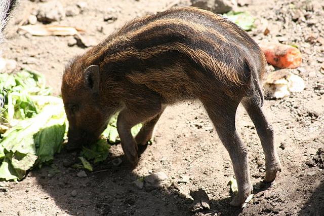 Blijdorp 500 800x533
