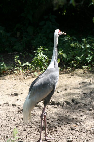 Blijdorp 502 400x600
